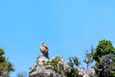 Vautour fauve posé dans les gorges de l'Ardèche