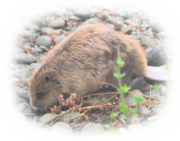 Castor en Ardèche